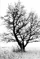 sleeping tree